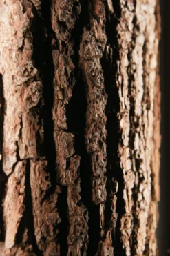 Hartmann Runa Garderobe Massivholz eiche